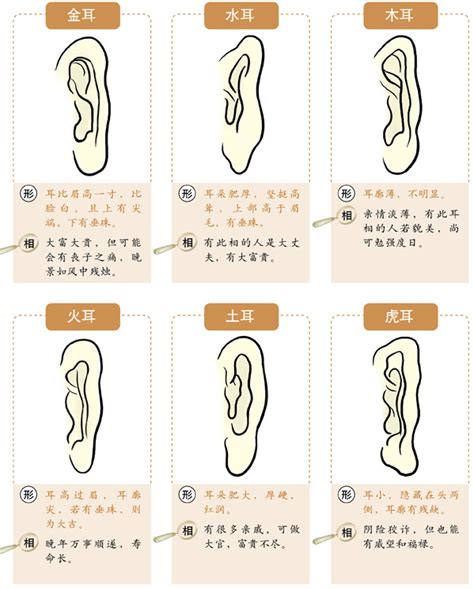 耳毛 面相|十六种耳朵面相图文分析三六风水网